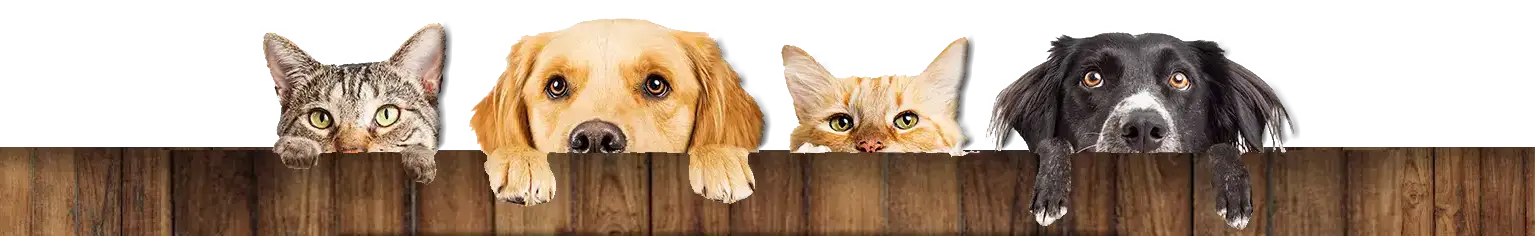 Pet-Tag